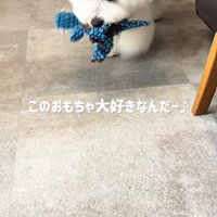 おもちゃを持ってきました♪