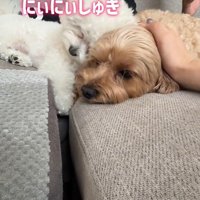 ちろちゃんはまお君が大好き♪