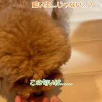 においを嗅ぐワンコ