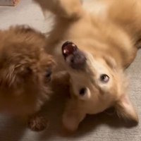 みるくちゃんと蘭ちゃん⑩