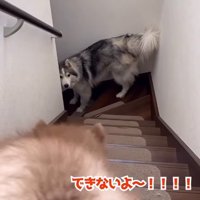 降りられなくて鳴く赤ちゃん犬