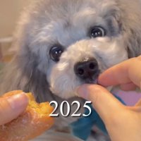 ごはんを食べようとしている犬