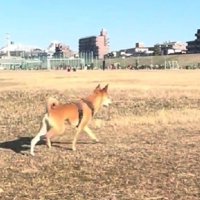 一目散に飼い主さんの元へ