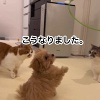 のえるちゃんと猫たち