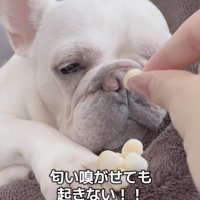 「ガチ寝」すぎて起きない