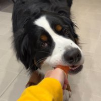 楽しそうに遊ぶどんちゃん