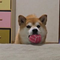 「遊ぼう！」