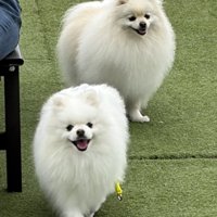 ふわふわ