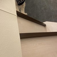 階段の上に何やら気配が…
