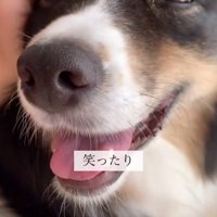 ニコニコ笑い、撫でられる犬
