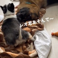 「遊んで遊んで！」「しつこいな～…」