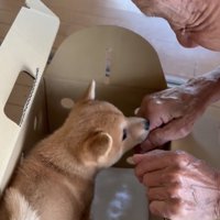 手に鼻を寄せる子犬