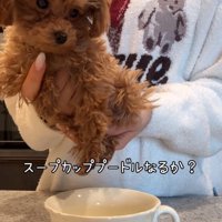 スープカップと犬2