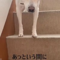 幸せなわんこの表情に！