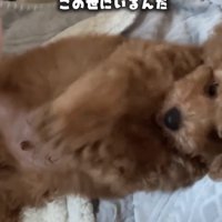 寝転んだ子犬のアップ