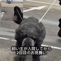 前のめりで走る犬