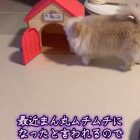 家に入ろうとする犬