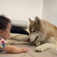 茶々丸くんと赤ちゃん6