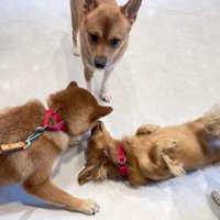 遊んでいる犬たちに近寄る犬