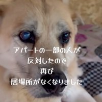 小屋の中で遠くを見つめる犬