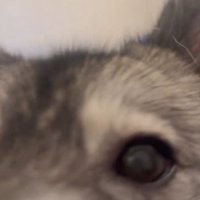 アップの犬