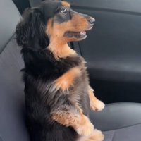 助手席に乗る犬1