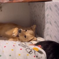 隅っこでくつろぐ犬