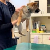 時間差で鳴く子犬