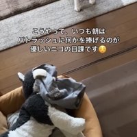 ぬいぐるみと犬