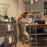 後ろに位置をずらす犬