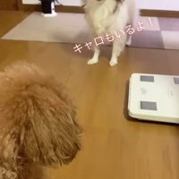 キャロちゃんの登場