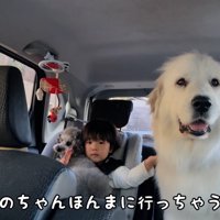 寂しそうな大型犬と子供