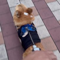 リードを持つ人が交代した時のジノくん4