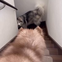 赤ちゃん犬が降りてくるのを待つ兄犬