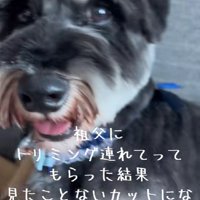 シュナっぽくなくなっちゃった！！