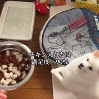 チキンに喜ぶべらちゃん