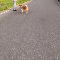 こちらを見る犬3