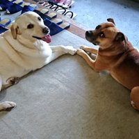 看板犬