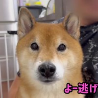 捕まっちゃった