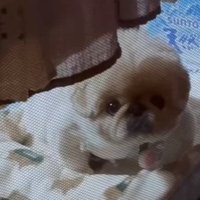 お留守番