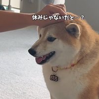 険しい表情の柴犬