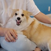 「絶対に降りるもんか！」と拒否