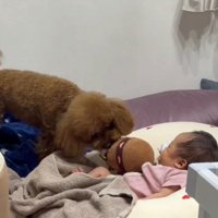 立ち上がってぬいぐるみを咥える犬