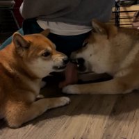 ナラちゃん＆ソラくんとママの再会⑩