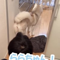 ららちゃん「すぐそっち行く！」