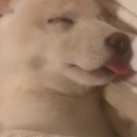 寝顔をスマホで撮影