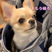 お目目で必死にアピール