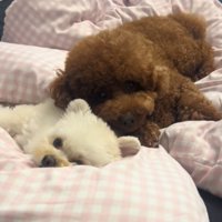 添い寝する小型犬兄妹