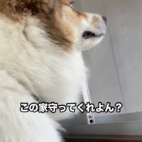 外のにおいを嗅ぐ犬
