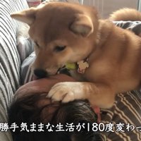 寝転がっている飼い主の体に乗って、飼い主の顔を舐める犬